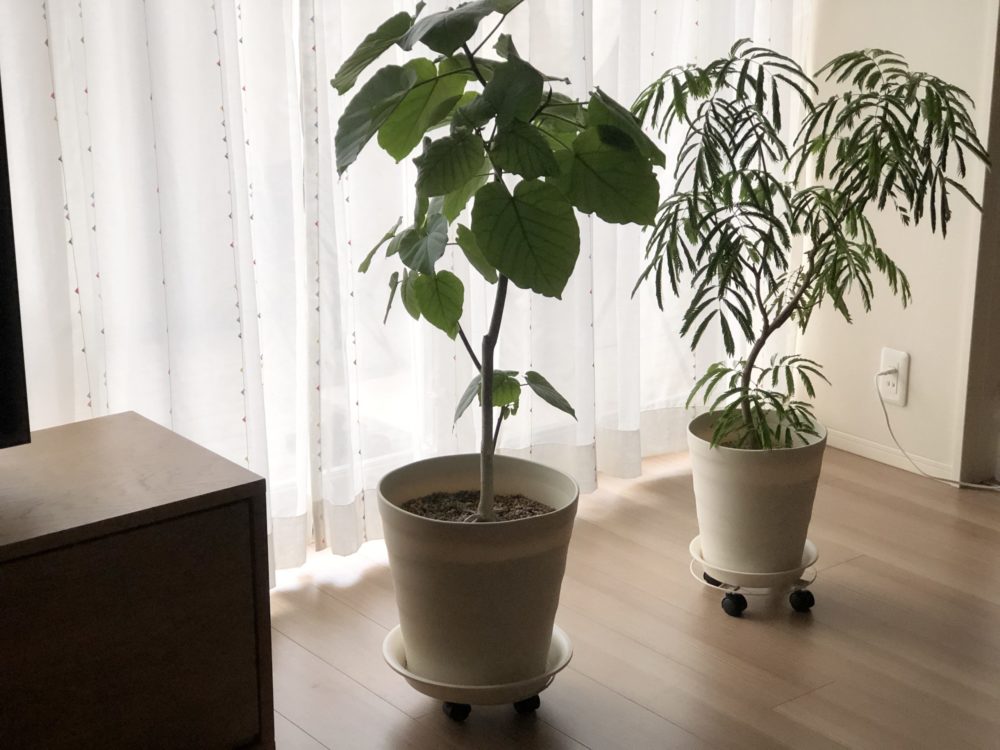 網戸ロック 網戸ストッパー はどこに売ってる？ダイソー 100均 やニトリ・セリアやホームセンター等販売店は？Rainbow Blog