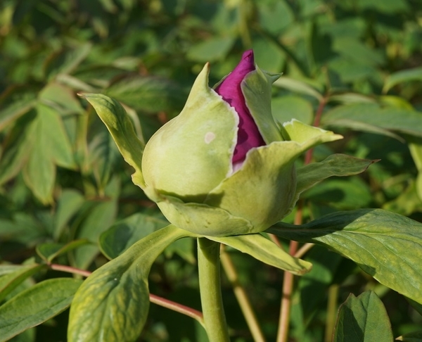 イチゴ】蕾を発見！露地栽培イチゴの開花・収穫時期はいつ？ - アタマの中は花畑