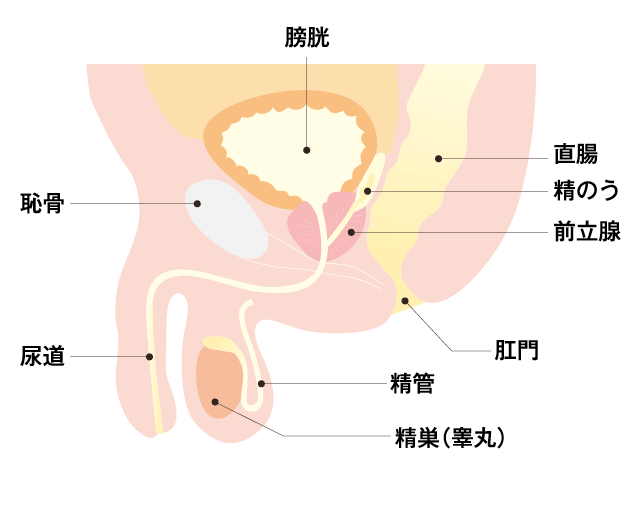 G スポットタンが、振動ワンドディドを吸う 男性用セックストイクラッター膣刺激用の成人用おもちゃ 性のおもちゃ -