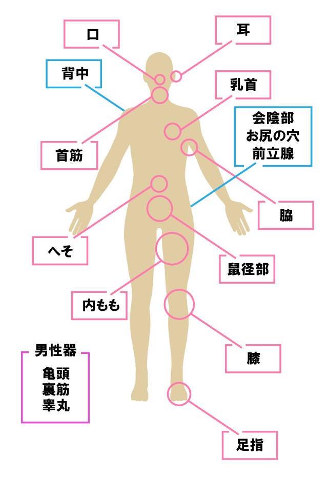 斬新オナニー】性感帯・スペンス乳腺(Bスポット)を開発して、男でも女性のように感じられる体に?! | P.H.Sexy メンズのお悩み解決屋さん 