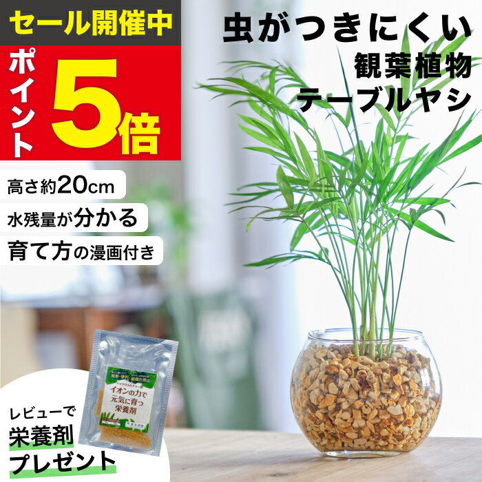 ヤシの木 観葉植物 アレカヤシ 本物 大型 ヤシ 7号 観葉 植物 室内用 7