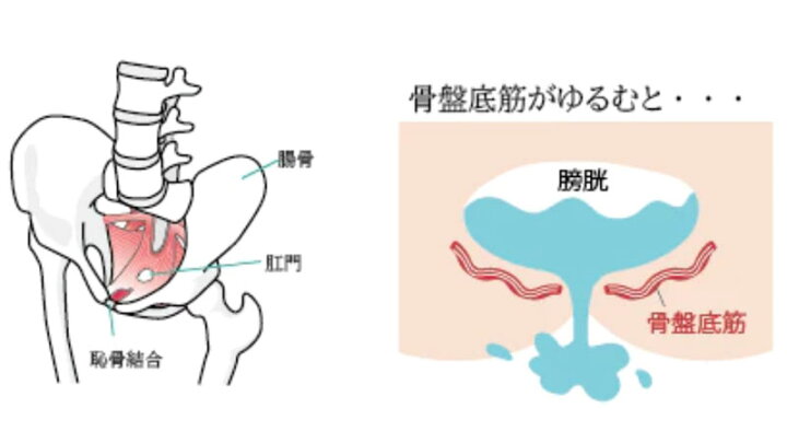 ボディメイクの鍵を握るのは「恥骨」だった!? ほぐし＆刺激の恥骨リリースで引き締まった体を手に入れる | ダ・ヴィンチWeb