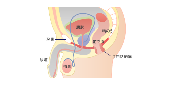 前立腺オナニーの定番エネマグラのミニ版エネマミニでドライオーガズムに挑戦 : エロ漫画無料アダルト裏モノJAPAN