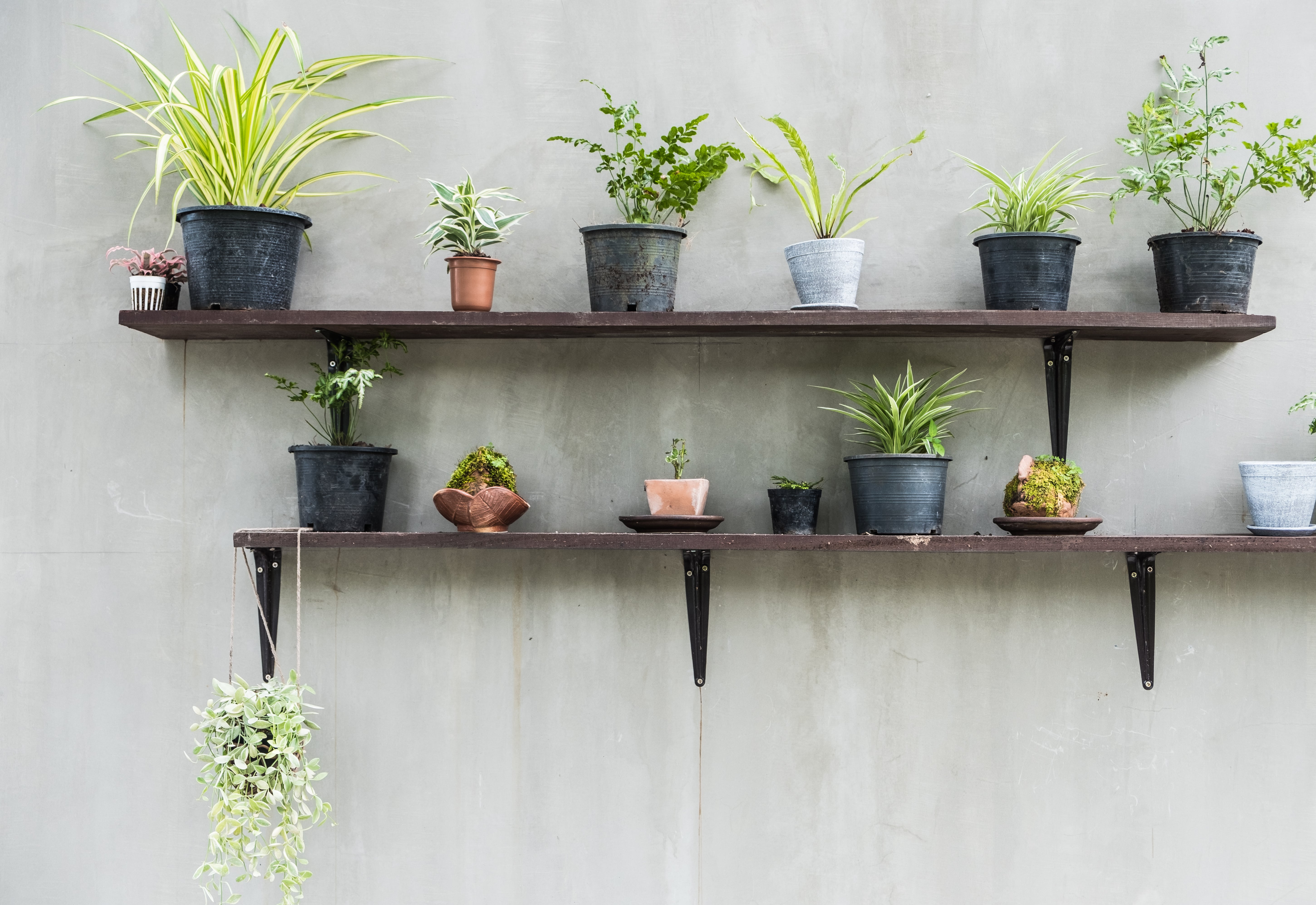 プロが教える 壁掛け観葉植物でおしゃれなお部屋を実現する方法！豊富な実例で徹底解説Hello Interior NOTEノート