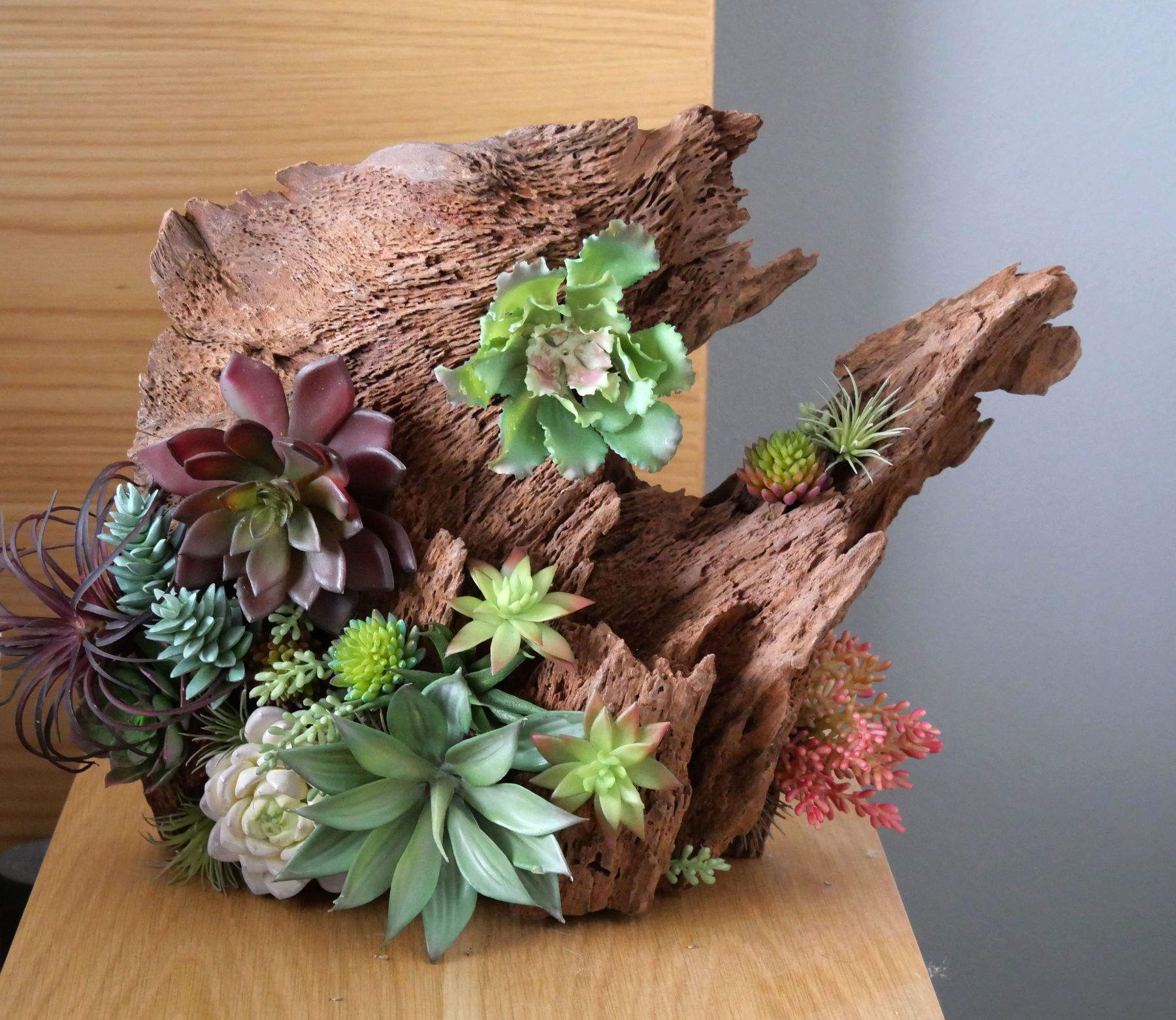 多肉植物のディスプレイの写真・画像素材-Snapmart スナップマート