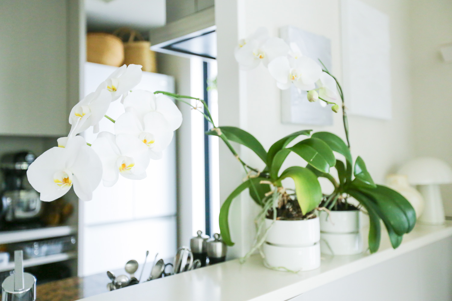 胡蝶蘭をバークチップで植え替える