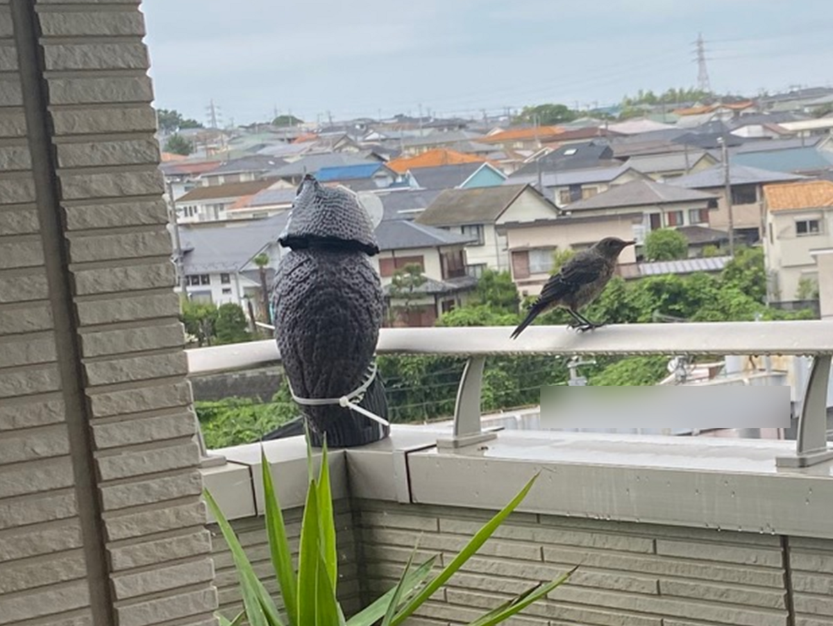 カラスよけ・対策に！おすすめ商品15選 1ページ目 ぬくもり