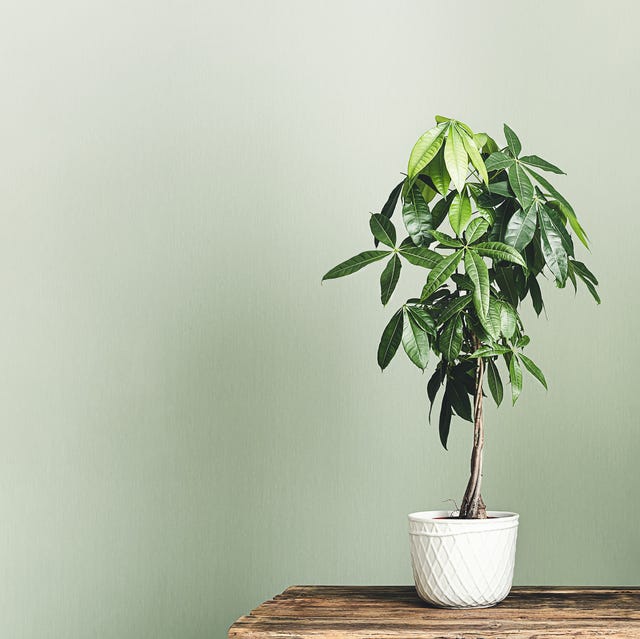 苔玉風 観葉植物 ギャザリング インテリアグリーン 室内 縁起 風水 盆栽 置物 育てやすい 日陰 丈夫 常緑 プレゼン アートフラワーlavenderherb 通販 16272450Creema クリーマ