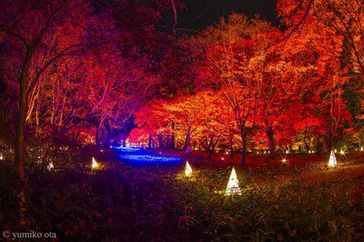 東京・紅葉狩りスポットの穴場5選。目白庭園、清水谷公園も - びゅうたび