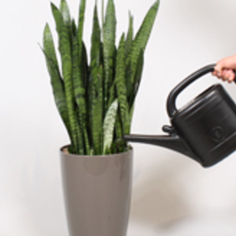 サンスベリアの植え替え完全ガイド：初心者でも安心の手順とコツ - Sansevieria Life