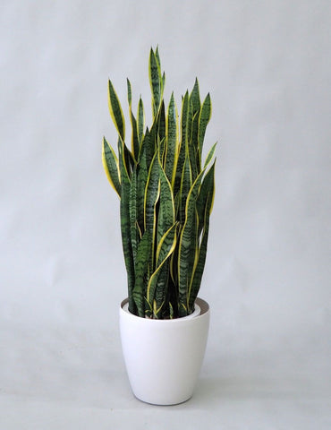 日陰で育つおしゃれ植物暗い所・寒い場所も耐えるサンセベリア