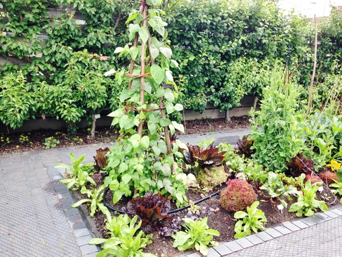 ポタジェガーデンで初めての収穫！NEWS 詳細ご案内共立女子第二中学校高等学校