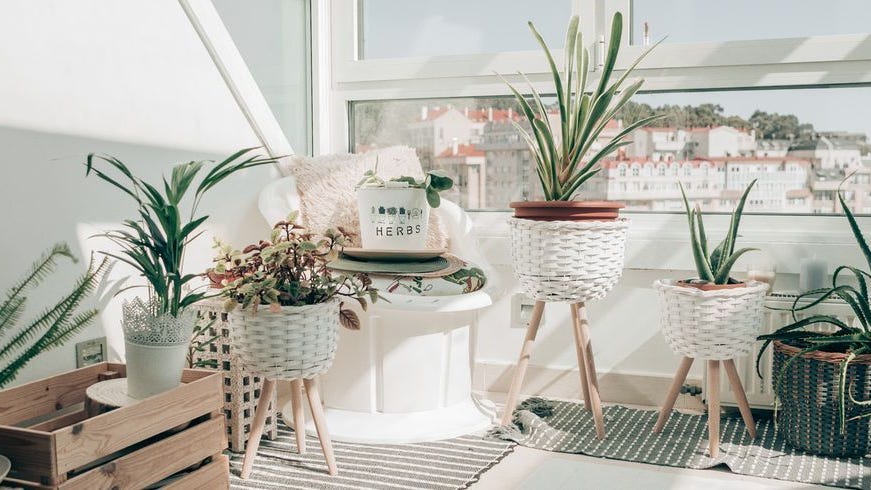 リビングに置く観葉植物おすすめ品種、おしゃれに飾るコツ特集・読みものe-花屋さん