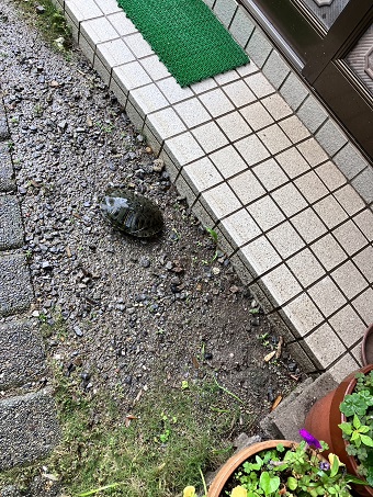 ♪もしもしカメよ〜カメさんよ〜🎶 ノロマなカメさんでなく、結構歩くの早いね〜🐢 えーっ！カメさん、こんな鳴き声すんの⁉️ あーー、七面鳥さんが鳴いてたのね〜🦃