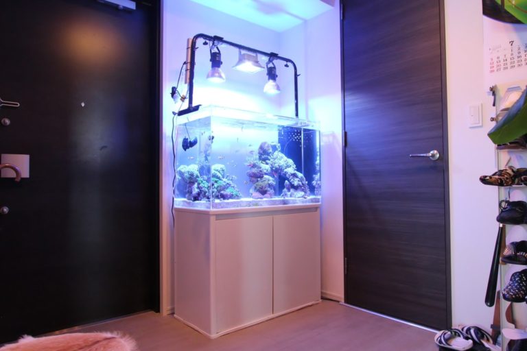 玄関にレイアウト水槽！？美しい水景を作り上げるアクアリスト邸宅に潜入‼ルームツアーaquariumアクアリウム熱帯魚水槽水草流木