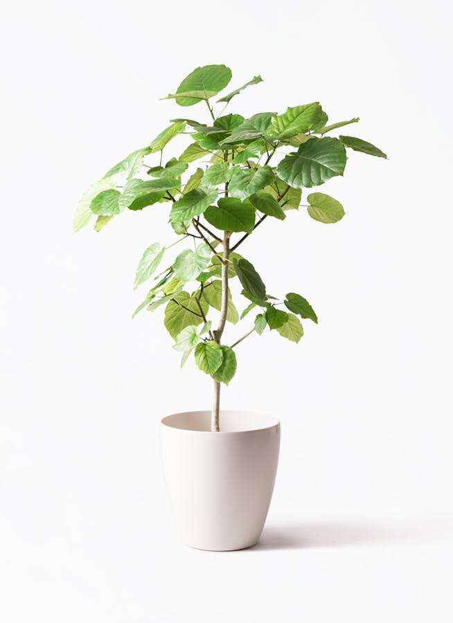 SAVVY PlantsSuginami-ku Tokyo