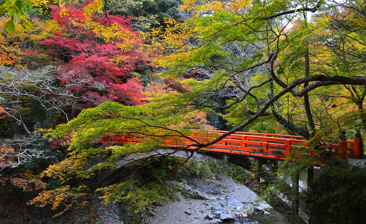 京都の紅葉【無料で楽しめるBEST6】有名スポットから穴場まで