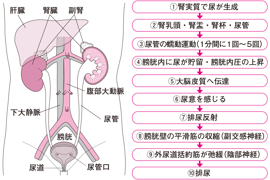 悩ましい「残尿」に秘策はあるか？ | ライフリー | ユニ・チャーム