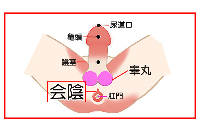 第2回】男性マッサージ師が施術する本気の睾丸マッサージ 男性機能専門サロンXENLONG | カクブツ風俗情報ランキング