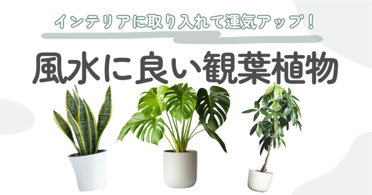 楽天市場 観葉 植物 風水の通販