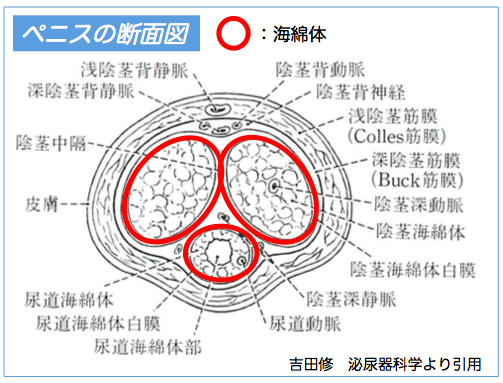 泌尿器専門医が解説】異物を入れずにカリ高ペニスを作る唯一の方法