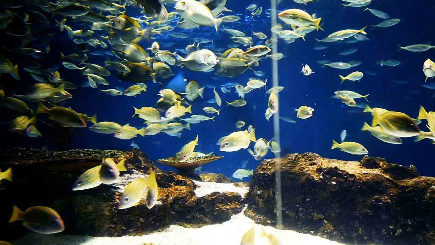 札幌市】はじめてのサンピアザ水族館が予想よりはるか上だった！（ムライヒロコ） - エキスパート -