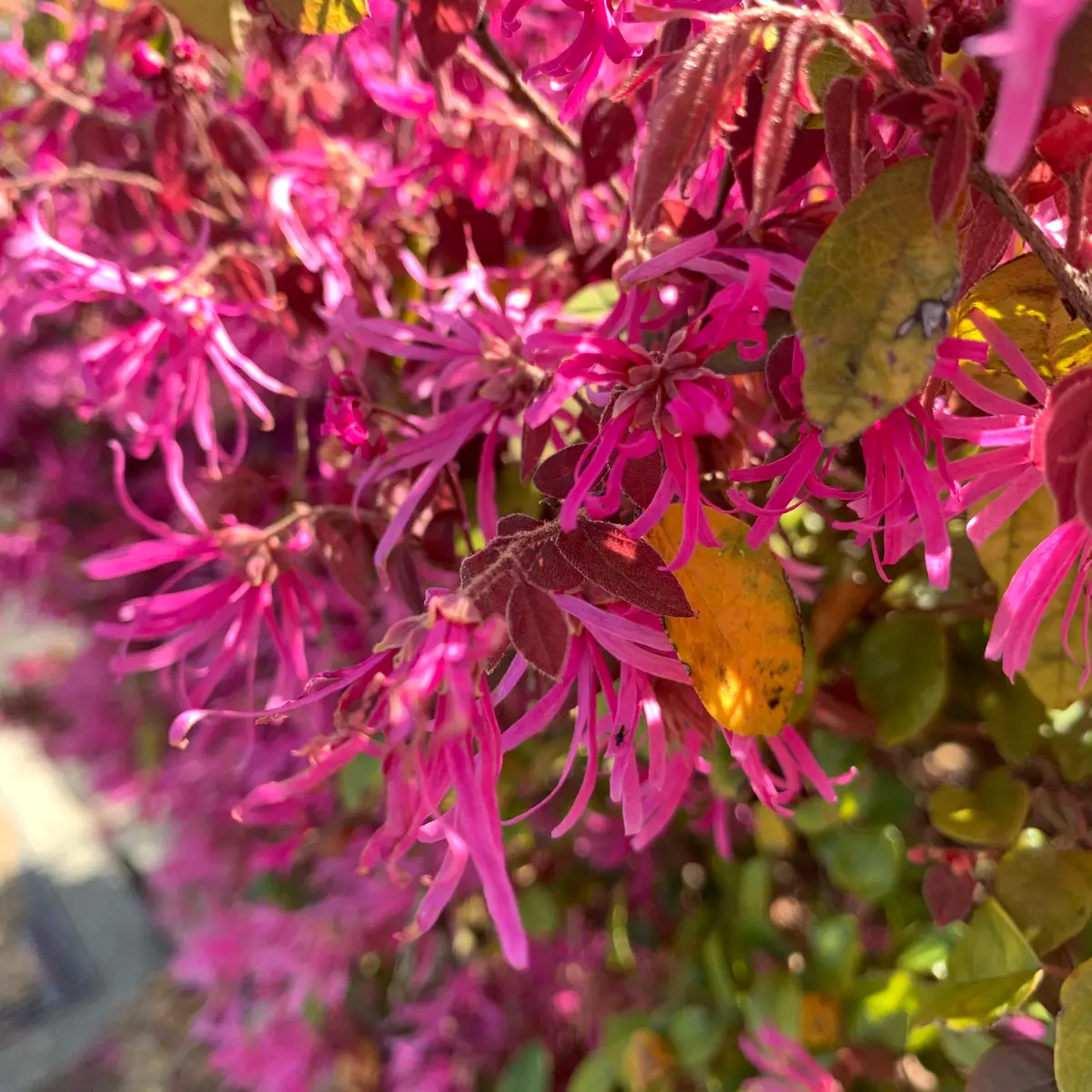 赤いまんさくの花？ ベニバナトキワマンサク（紅花常磐万作） | 優しい雨