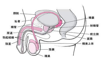 彼が喜ぶ愛撫とは？ペニスマッサージのコツ - 夜の保健室