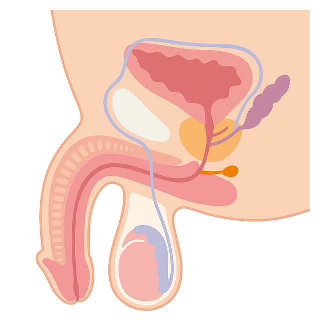 射精の仕組みとは？メカニズムを知って男性の性事情に寄り添ってみよう – manmam