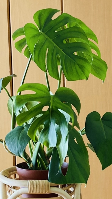 日陰でも育つ観葉植物一覧 耐陰性が最強の品種と各画像をご紹介