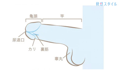 彼が喜ぶ愛撫とは？ペニスマッサージのコツ - 夜の保健室