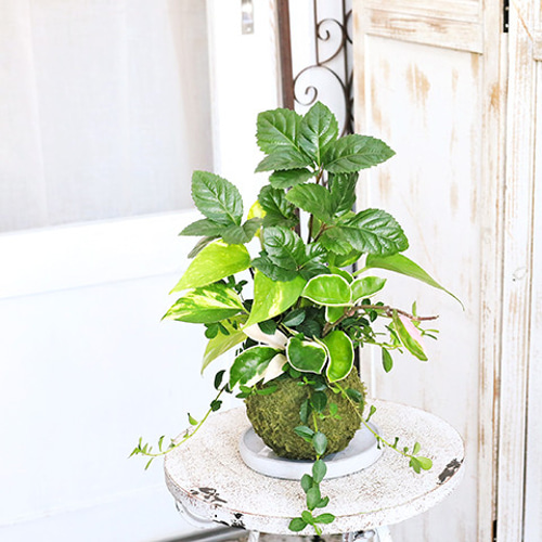 パキラ 観葉植物 室内 風水 金運アップ パキラの風水効果！おすすめの置き場所