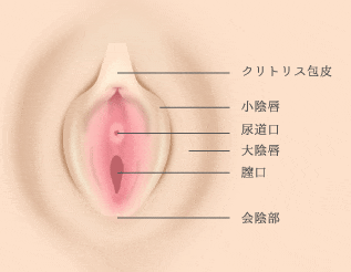 皮剥き (かわむき)とは【ピクシブ百科事典】