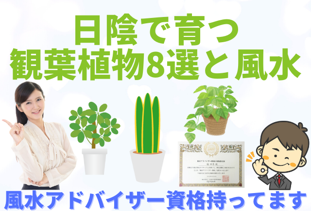 風水におすすめの観葉植物ランキングを紹介 観葉植物の基礎知識APEGO