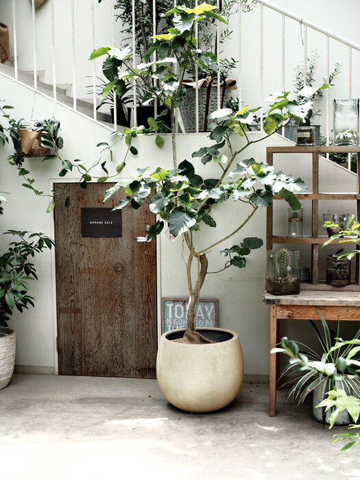 13 件の「玄関プランター」のアイデアを今すぐ保存玄関 プランター、プランター、ガーデン デザイン など