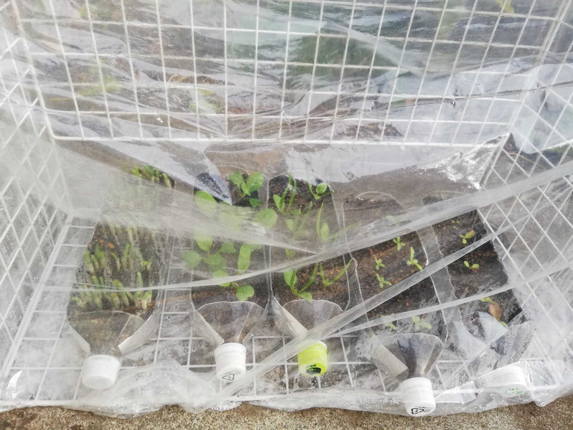 育苗ハウス」のアイデア 16 件育苗, ハウス, 温室