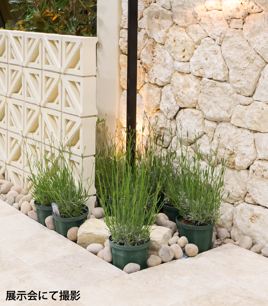 門柱前の鉢植えに春を感じる方法