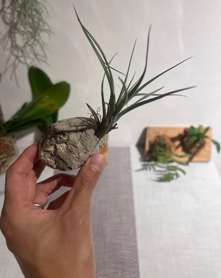 楽天市場 フェイクグリーン 壁掛け スパニッシュモス エアープランツ インテリアグリーン モフモフ インドアグリーン C-F-1 : DIY＋