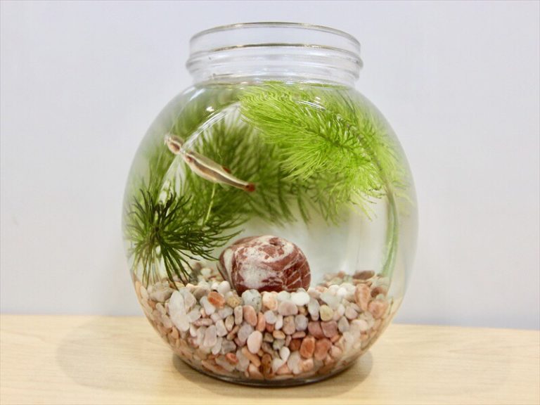 100均セリアで売っている水槽用品のリスト、お勧めも紹介九州アクア日和