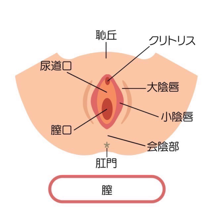 閲覧注意！亀頭下直線切開包茎手術（クランプ法）③/3 手術直後の状態：MikiTube-症例紹介：美容外科 高須クリニック