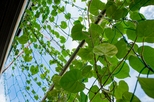 楽天市場 花粉対策 雨よけシート 洗濯物 カバー カメムシ 防止 ベランダ カーテン 目隠し シート 晴雨兼用 日よけ 防犯 梅雨 小雨 送料無料60N◇ NEWベランダエコガード : モノラボ