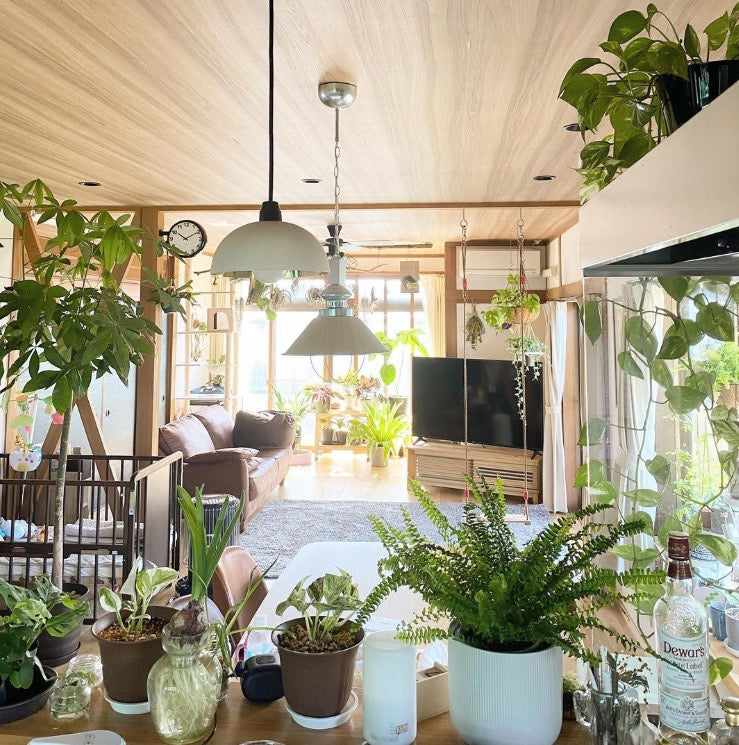 おしゃれでちょっとこだわりの雑貨・日用品・ディスプレイ,インテリアグリーン,ハンギングが見つかるCeraCore ミッド店