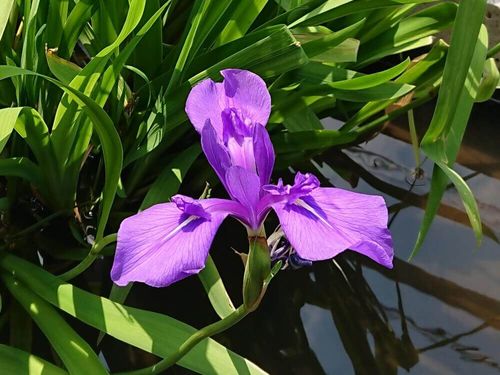 ガーベラの花言葉の花言葉｜和名は花車（ハナグルマ） ｜ 花言葉・誕生花｜HanaPrime（ハナプライム）