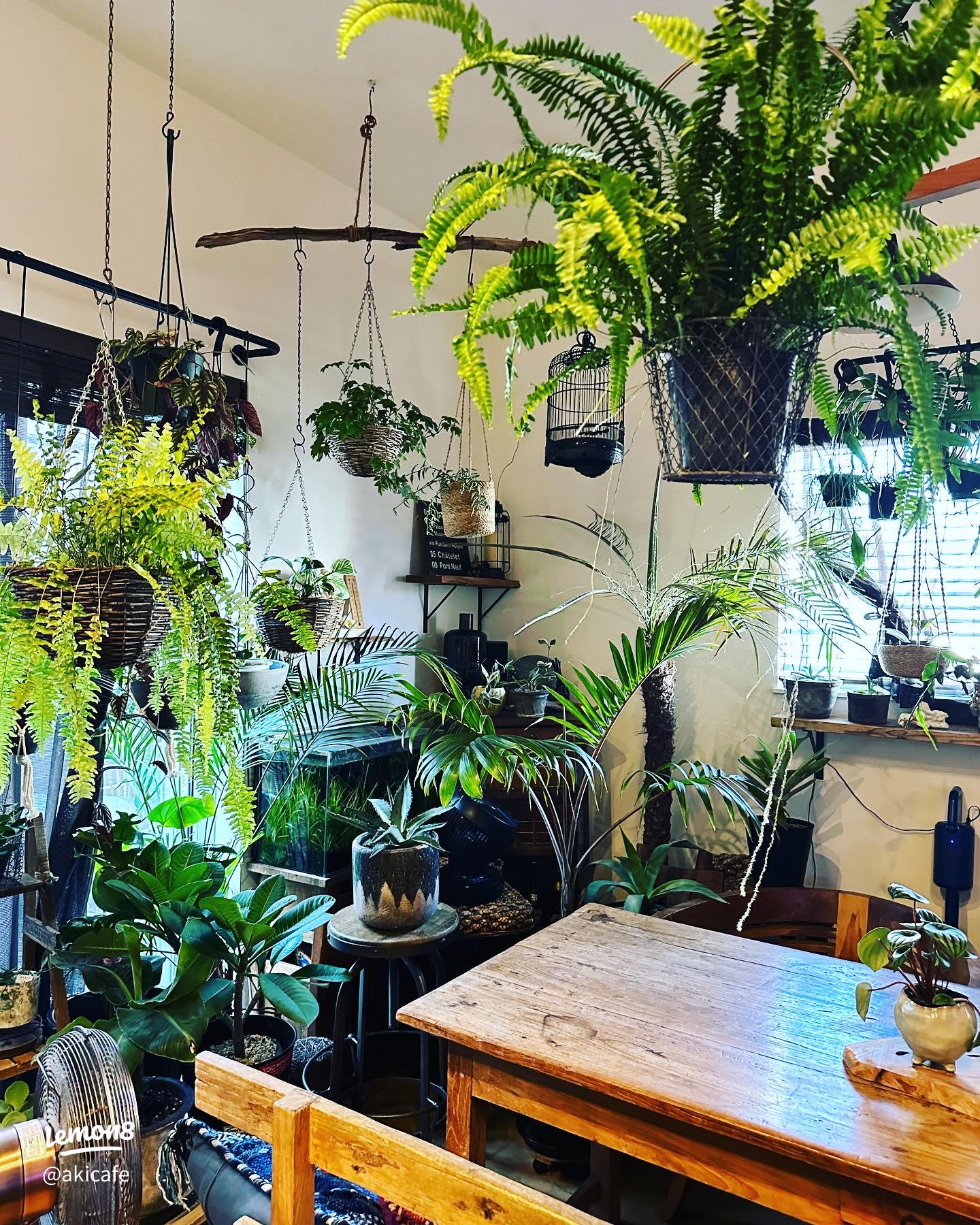 観葉植物でお洒落なお部屋をジャングル化する方法🌿