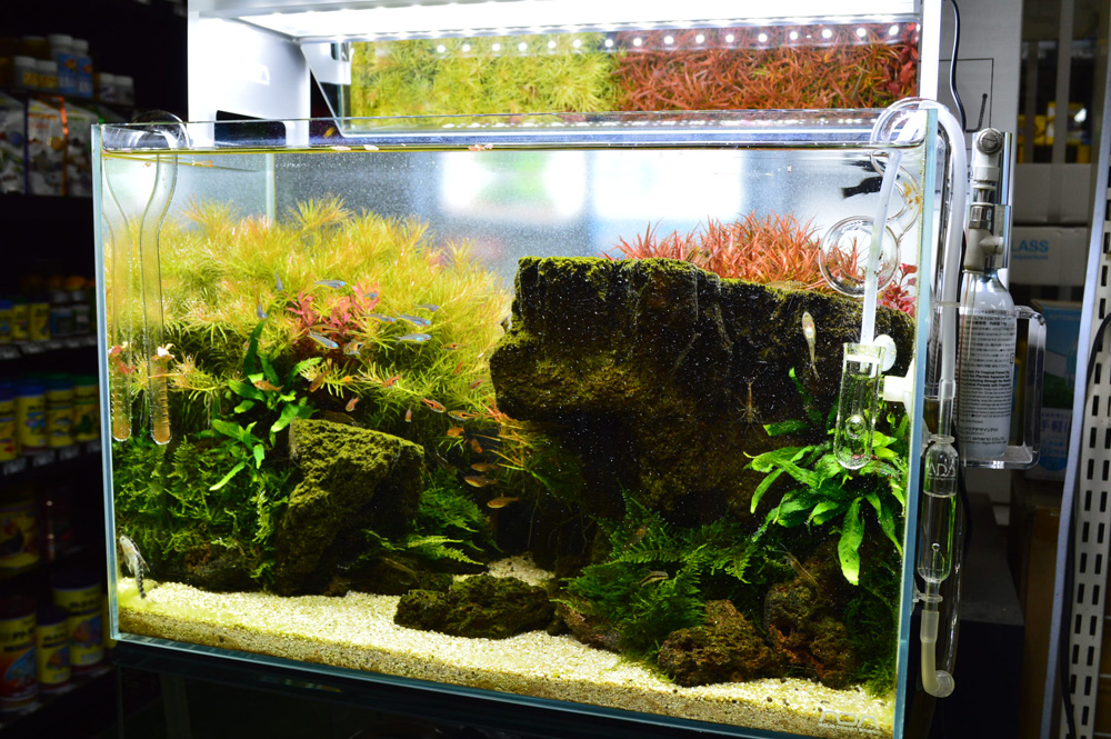 リシアでレイアウト水槽を作る 小型水槽フィルターなし その１ワタクシ水槽