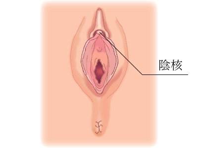 クリトリスは快感を得るための臓器であることを知っていましたか？