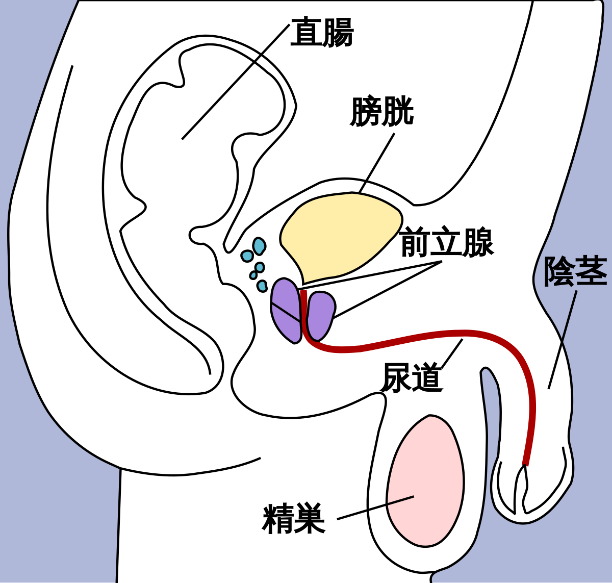 フェラチオ快感テクやり方30選！動画解説 - 夜の保健室