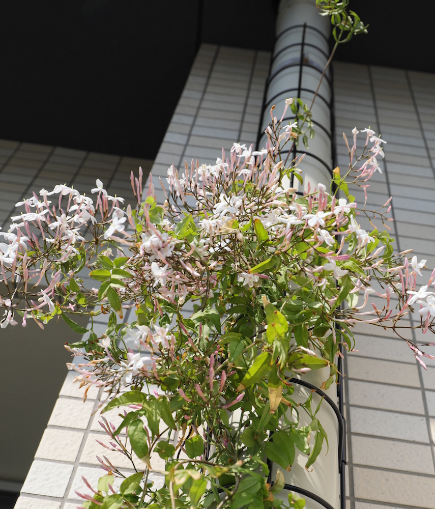 ベランダ ジャスミンのおしゃれなインテリアコーディネート・レイアウトの実例RoomClip ルームクリップ