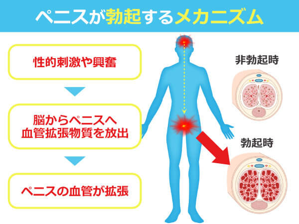 医師監修】男性器の平均サイズとは？ - 夜の保健室