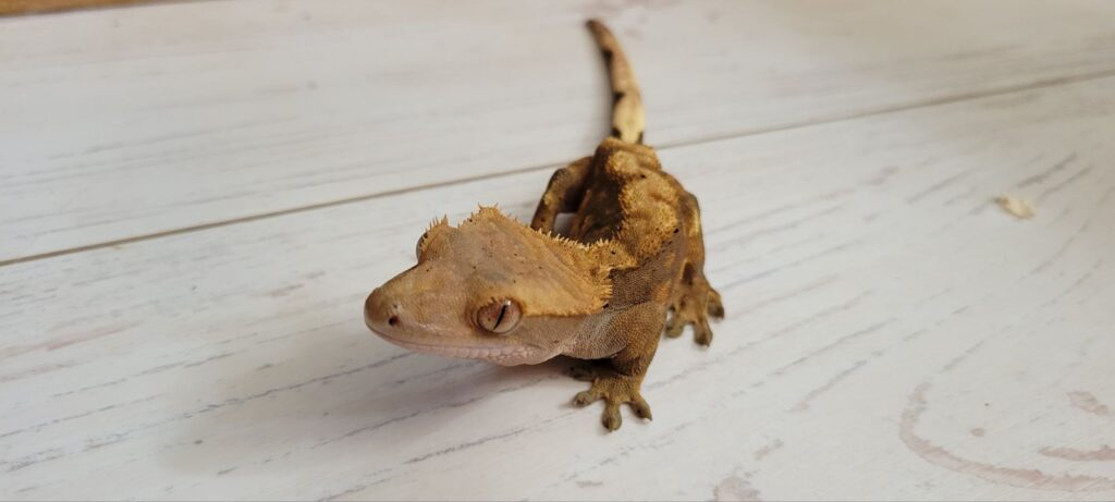 ヤモリが壁を登れない？クル病についてヤモリを知る